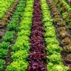 Roots Plants Salad Plants Quick Growing Organic Salad Collection 90 Plants
