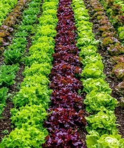 Roots Plants Salad Plants Quick Growing Organic Salad Collection 90 Plants