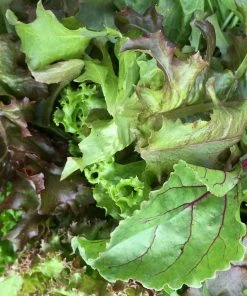 Roots Plants Salad Plants Quick Growing Organic Salad Collection 90 Plants 7 Roots Plants Salad Plants Quick Growing Organic Salad Collection 90 Plants