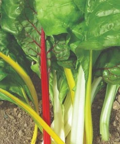 Roots Plants 63 Organic Stir Fry Vegetable Plants All Vegetable Plants