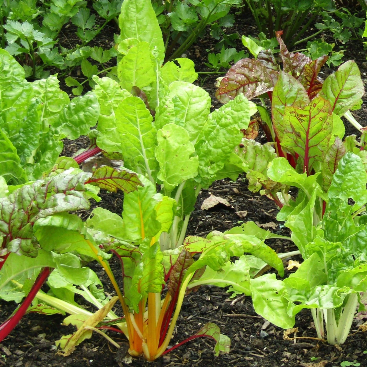 Roots Plants 10 Organic Rainbow Chard Plants 5 Roots Plants 10 Organic Rainbow Chard Plants
