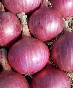 Roots Plants 20 Organic 'Red Baron' Red Onion Plants