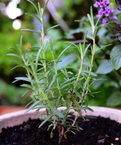 Roots Plants All Vegetable Plants 12 Organic Italian Herbs Plants