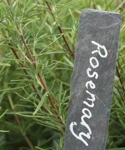 Roots Plants 12 Organic Botanicals Herb Plants For Gin