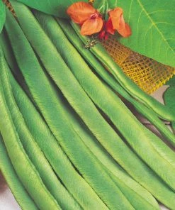 Roots Plants All Vegetable Plants Organic Gourmet Beans & Peas Collection 60 Plants