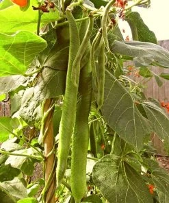 Roots Plants Peas & Beans 10 Organic 'Enorma' Runner Bean Plants
