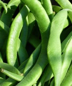 Roots Plants 15 Best Runner Bean Plants Collection | Growers Choice Peas & Beans