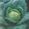 Roots Plants 10 Organic 'Vertus' Savoy Cabbage Plants