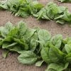 Roots Plants Brassicas & Leafy Greens 10 Organic 'Perpetual' Spinach Plants
