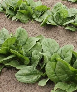 Roots Plants Brassicas & Leafy Greens 10 Organic 'Perpetual' Spinach Plants