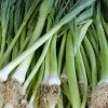 Roots Plants 20 Organic 'White Lisbon' Spring Onion Plants