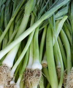 Roots Plants 20 Organic 'White Lisbon' Spring Onion Plants