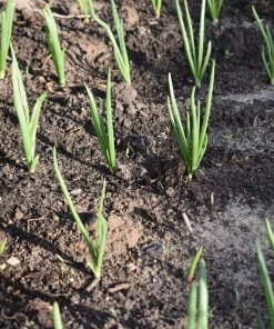 Roots Plants 20 Organic 'White Lisbon' Spring Onion Plants