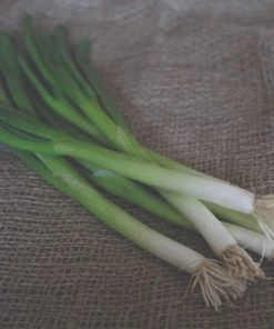Roots Plants 20 Organic 'White Lisbon' Spring Onion Plants