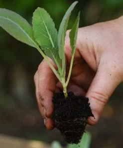 Roots Plants 63 Organic Stir Fry Vegetable Plants All Vegetable Plants