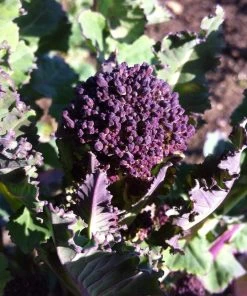 Roots Plants Brassicas & Leafy Greens 20 Best Broccoli Plants Collection | Growers Choice 11 Roots Plants Brassicas & Leafy Greens 20 Best Broccoli Plants Collection | Growers Choice
