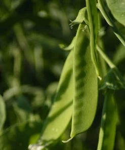 Roots Plants All Vegetable Plants Organic Gourmet Beans & Peas Collection 60 Plants