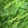 Roots Plants 10 Organic Sugar Snap Pea Plants Peas & Beans