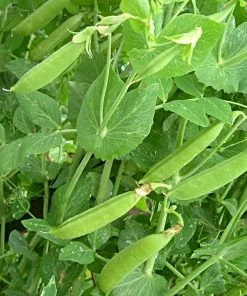 Roots Plants 10 Organic Sugar Snap Pea Plants Peas & Beans
