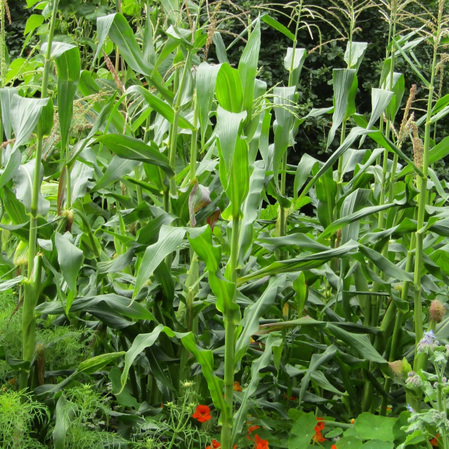 Roots Plants 10 Organic 'Sweet Nugget' Sweetcorn Plants 3 Roots Plants 10 Organic 'Sweet Nugget' Sweetcorn Plants