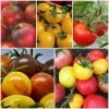 Roots Plants Salad Plants 15 Organic Colourful Tomato Plants