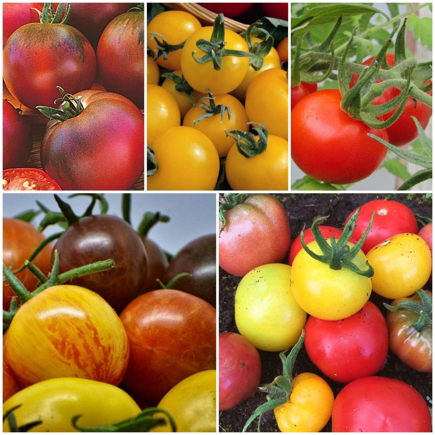 Roots Plants Salad Plants 15 Organic Colourful Tomato Plants 3 Roots Plants Salad Plants 15 Organic Colourful Tomato Plants