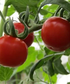 Roots Plants 15 Best Tomato Plants Collection | Growers Choice