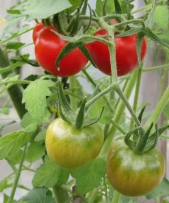 Roots Plants 5 Organic 'Gardeners Delight' Tomato Plants Salad Plants