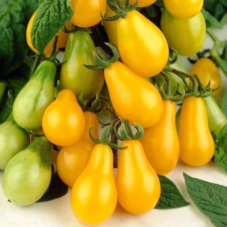 Roots Plants 5 Organic 'Yellow Pear' Tomato Plants 3 Roots Plants 5 Organic 'Yellow Pear' Tomato Plants