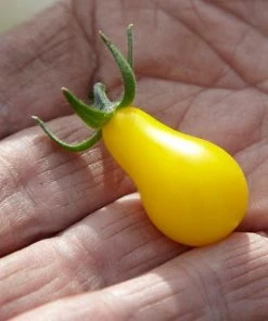 Roots Plants 5 Organic 'Yellow Pear' Tomato Plants 15 Roots Plants 5 Organic 'Yellow Pear' Tomato Plants