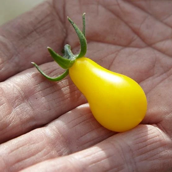 Roots Plants 5 Organic 'Yellow Pear' Tomato Plants 7 Roots Plants 5 Organic 'Yellow Pear' Tomato Plants