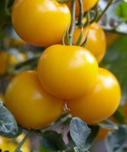 Roots Plants Salad Plants 15 Organic Colourful Tomato Plants