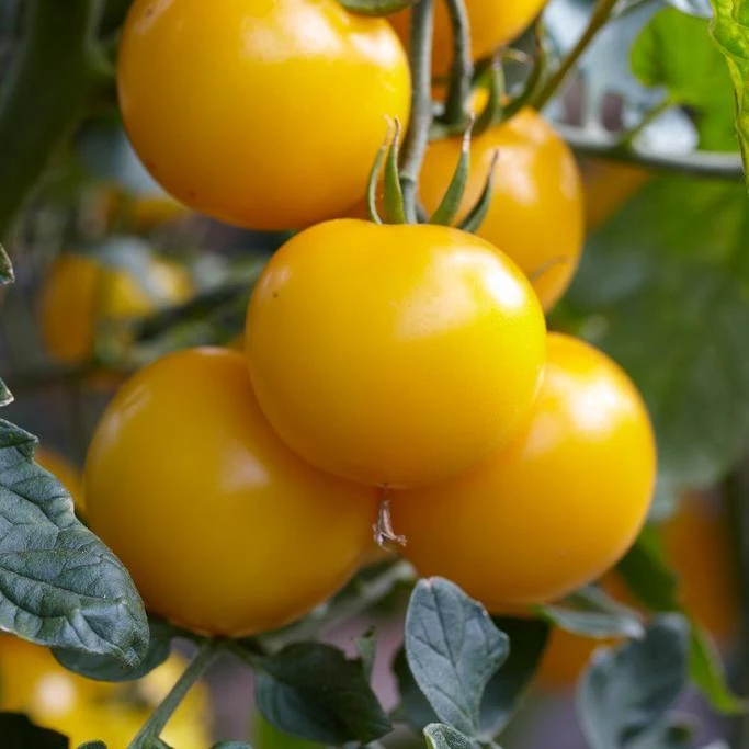 Roots Plants Salad Plants 15 Organic Colourful Tomato Plants 4 Roots Plants Salad Plants 15 Organic Colourful Tomato Plants