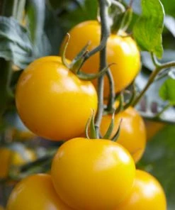 Roots Plants 58 Colourful Vegetable Plants | Eat The Rainbow All Vegetable Plants 27 Roots Plants 58 Colourful Vegetable Plants | Eat The Rainbow All Vegetable Plants