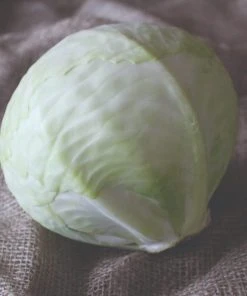 Roots Plants Brassicas & Leafy Greens 10 Organic 'Golden Acre' White Cabbage Plants