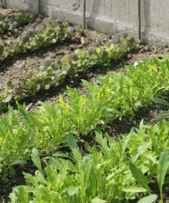 Roots Plants 10 Organic Wild Rocket Plants