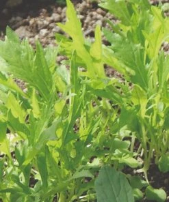 Roots Plants 10 Organic Wild Rocket Plants