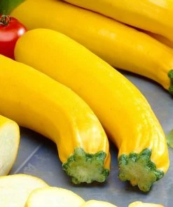 Roots Plants 3 Organic 'Atena Polka' Yellow Courgette Plants Courgettes 11 Roots Plants 3 Organic 'Atena Polka' Yellow Courgette Plants Courgettes