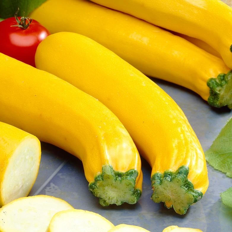 Roots Plants 3 Organic 'Atena Polka' Yellow Courgette Plants Courgettes 6 Roots Plants 3 Organic 'Atena Polka' Yellow Courgette Plants Courgettes