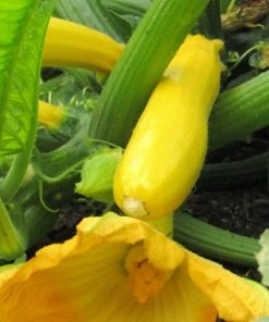 Roots Plants 3 Organic 'Atena Polka' Yellow Courgette Plants Courgettes 10 Roots Plants 3 Organic 'Atena Polka' Yellow Courgette Plants Courgettes