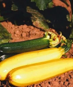 Roots Plants 3 Organic 'Atena Polka' Yellow Courgette Plants Courgettes 13 Roots Plants 3 Organic 'Atena Polka' Yellow Courgette Plants Courgettes