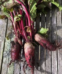 Roots Plants Sales Shop 29 Roots Plants 10 Autumn 'Cylindra' Beetroot