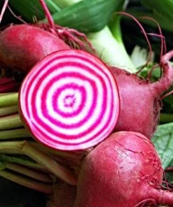 Roots Plants Sales Shop 27 Roots Plants 10 Autumn 'Chioggia' Beetroot