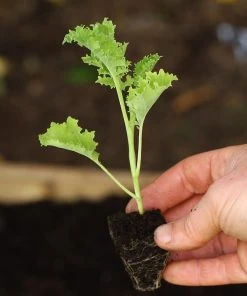 Roots Plants 10 Green Curled Dwarf Borecole Kale Brassicas & Leafy Greens