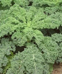 Roots Plants 10 Green Curled Dwarf Borecole Kale Brassicas & Leafy Greens