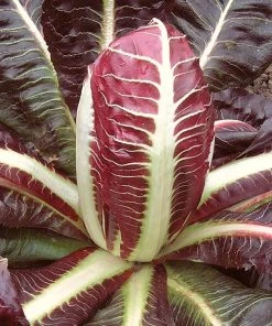 Roots Plants 10 Autumn 'Rossa Di Treviso' Chicory