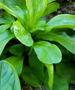 Roots Plants 10 Autumn 'Verte De Cambrai' Corn Salad