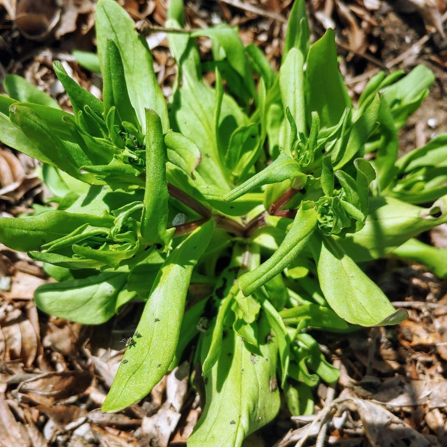 Roots Plants 10 Autumn 'Verte De Cambrai' Corn Salad 4 Roots Plants 10 Autumn 'Verte De Cambrai' Corn Salad