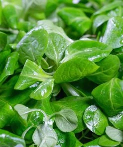 Roots Plants 10 Autumn 'Verte De Cambrai' Corn Salad 7 Roots Plants 10 Autumn 'Verte De Cambrai' Corn Salad