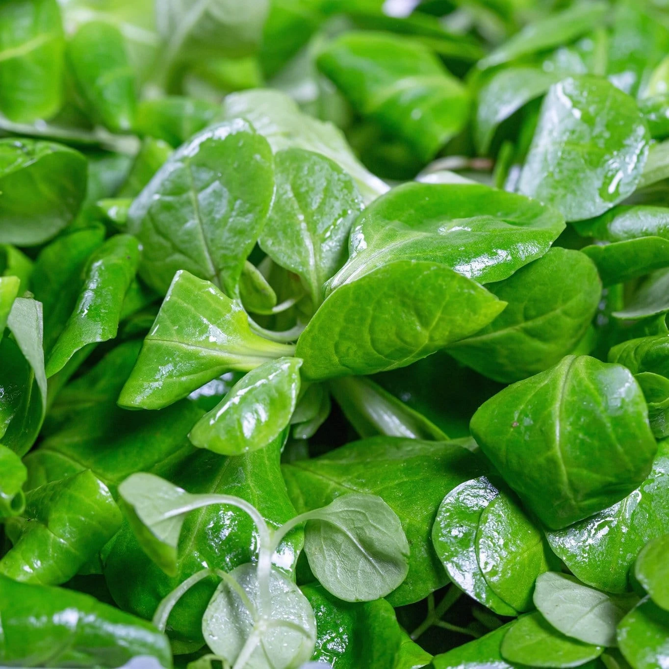 Roots Plants 10 Autumn 'Verte De Cambrai' Corn Salad 5 Roots Plants 10 Autumn 'Verte De Cambrai' Corn Salad